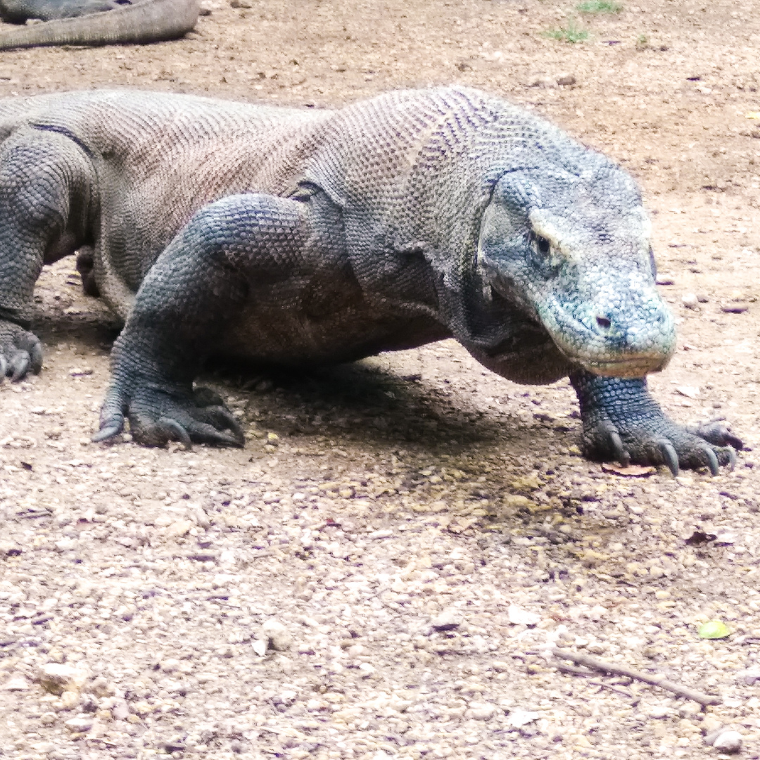Alasan Mengapa Kamu Harus ke Taman Nasional Komodo di NTT